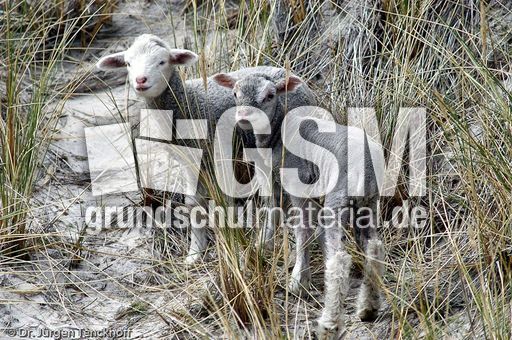 Schaf (19 von 61).jpg